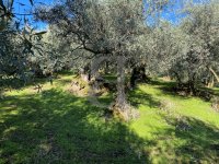 Terrain Buis-les-Baronnies #013860 Boschi Immobilier