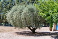 Villa Eygalières #016764 Boschi Immobilier